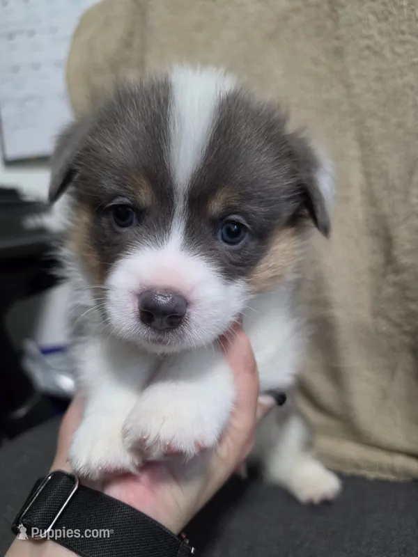 Odysseus – Pembroke Welsh Corgi puppy for sale in Duarte, CA