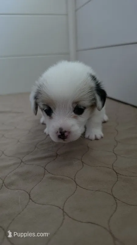Athena – Pembroke Welsh Corgi puppy for sale in Duarte, CA