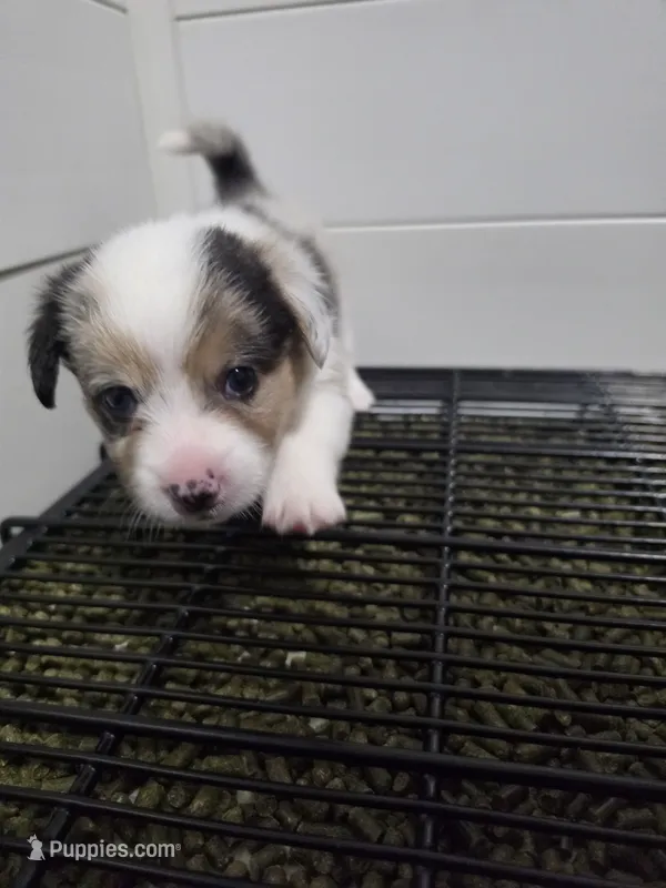 Penelope – Pembroke Welsh Corgi puppy for sale in Duarte, CA