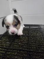 Penelope, a female Cardigan Welsh Corgi and Pembroke Welsh Corgi for sale in Duarte, CA – 3 of 6