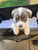 Odysseus, a male Pembroke Welsh Corgi for sale in Duarte, CA – 2 of 5