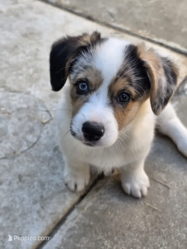 Penelope – Pembroke Welsh Corgi puppy for sale in Duarte, CA