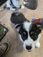 Circe, a female Pembroke Welsh Corgi for sale in Duarte, CA – 8 of 8