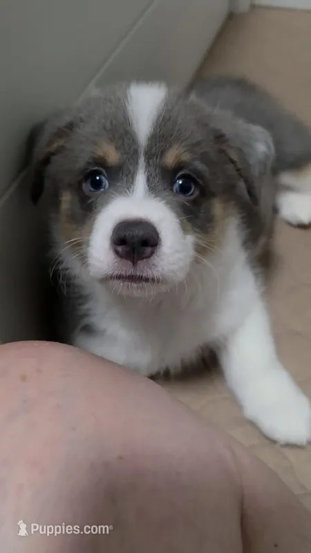 Odysseus – Pembroke Welsh Corgi puppy for sale in Duarte, CA