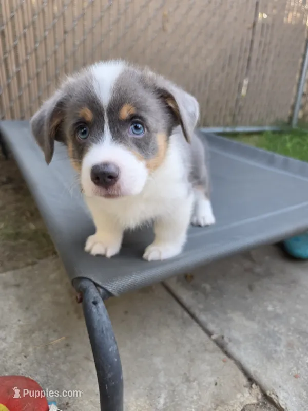 Odysseus – Pembroke Welsh Corgi puppy for sale in Duarte, CA