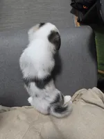 Penelope, a female Cardigan Welsh Corgi and Pembroke Welsh Corgi for sale in Duarte, CA – 2 of 6