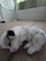 Athena, a female Cardigan Welsh Corgi and Pembroke Welsh Corgi for sale in Duarte, CA – 8 of 8