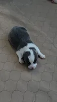 Calypso, a female Pembroke Welsh Corgi for sale in Duarte, CA – 1 of 4