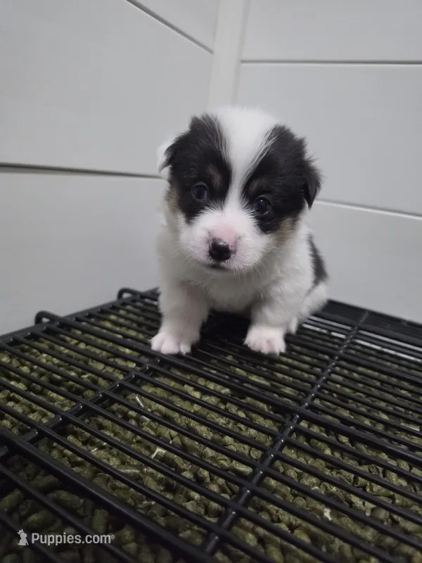 Circe – Pembroke Welsh Corgi puppy for sale in Duarte, CA