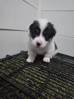 Circe, a female Cardigan Welsh Corgi and Pembroke Welsh Corgi for sale in Duarte, CA – 4 of 7