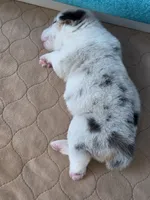 Athena, a female Cardigan Welsh Corgi and Pembroke Welsh Corgi for sale in Duarte, CA – 5 of 8