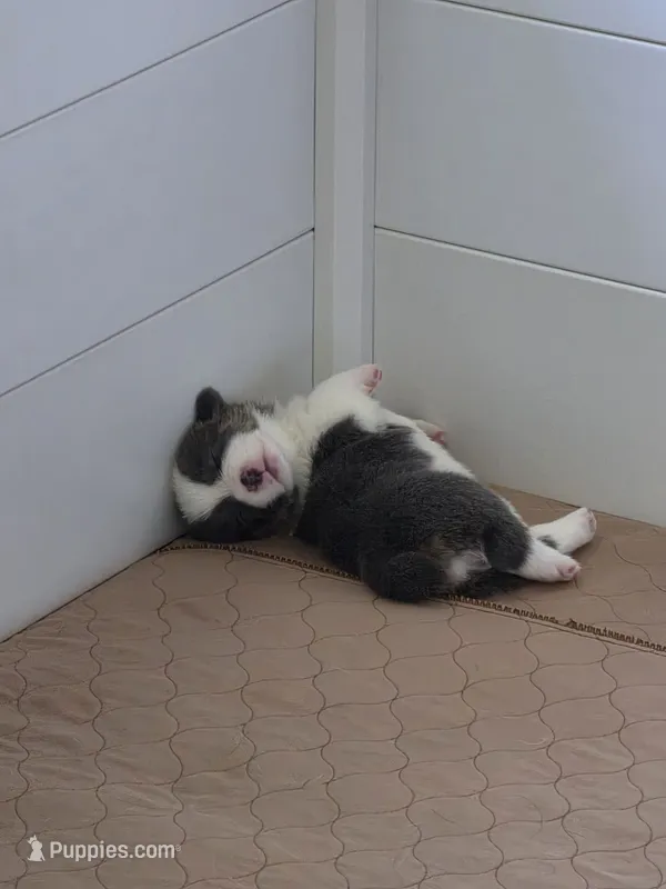 Calypso – Pembroke Welsh Corgi puppy on hold in Duarte, CA