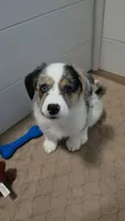 Penelope, a female Pembroke Welsh Corgi for sale in Duarte, CA – 5 of 7