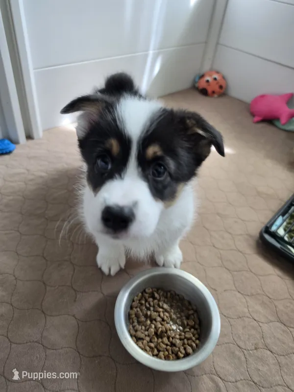 Circe – Pembroke Welsh Corgi puppy for sale in Duarte, CA