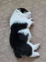 Circe, a female Cardigan Welsh Corgi and Pembroke Welsh Corgi for sale in Duarte, CA – 7 of 7
