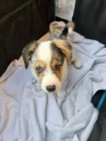 Penelope, a female Pembroke Welsh Corgi for sale in Duarte, CA – 2 of 7