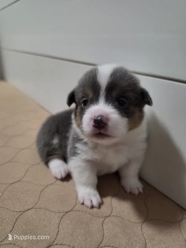 Odysseus – Pembroke Welsh Corgi puppy for sale in Duarte, CA