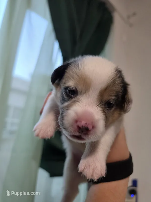 Penelope – Pembroke Welsh Corgi puppy for sale in Duarte, CA
