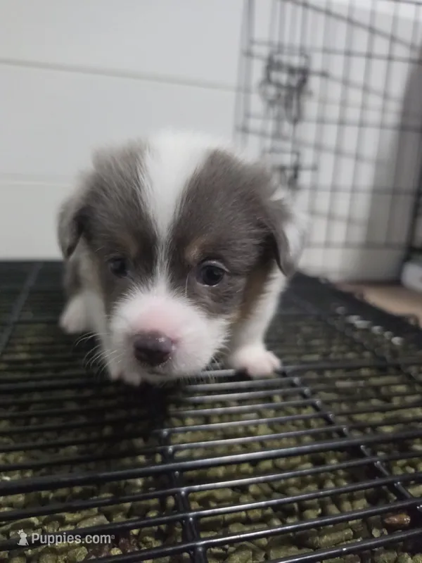 Odysseus – Pembroke Welsh Corgi puppy for sale in Duarte, CA