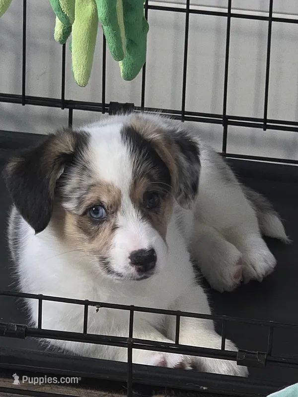 Penelope – Pembroke Welsh Corgi puppy for sale in Duarte, CA