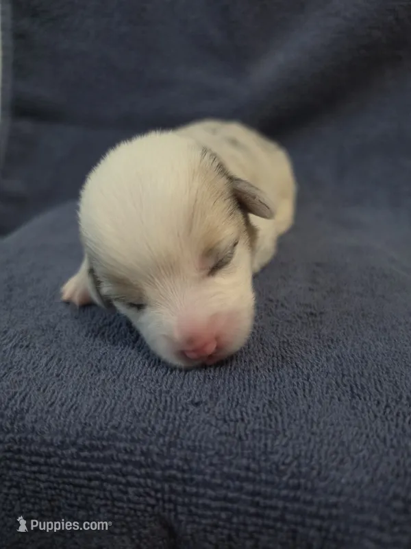 Athena – Pembroke Welsh Corgi puppy for sale in Duarte, CA