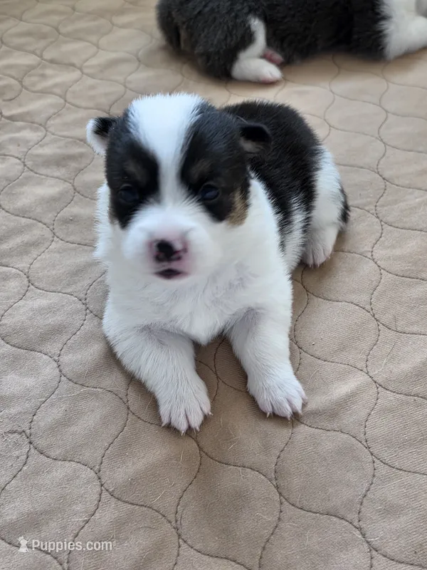Circe – Pembroke Welsh Corgi puppy for sale in Duarte, CA