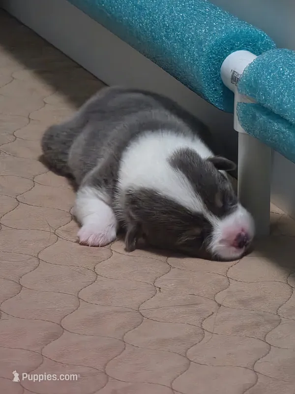 Odysseus – Pembroke Welsh Corgi puppy for sale in Duarte, CA