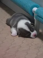 Odysseus, a male Pembroke Welsh Corgi for sale in Duarte, CA – 1 of 3