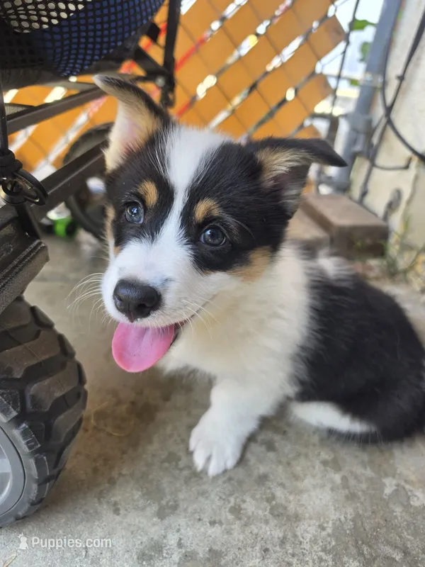Circe – Pembroke Welsh Corgi puppy for sale in Duarte, CA