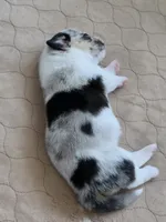 Penelope, a female Cardigan Welsh Corgi and Pembroke Welsh Corgi for sale in Duarte, CA – 6 of 6