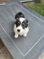 Circe, a female Pembroke Welsh Corgi for sale in Duarte, CA – 1 of 8