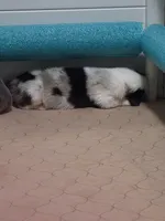 Penelope , a female Pembroke Welsh Corgi for sale in Duarte, CA – 1 of 3