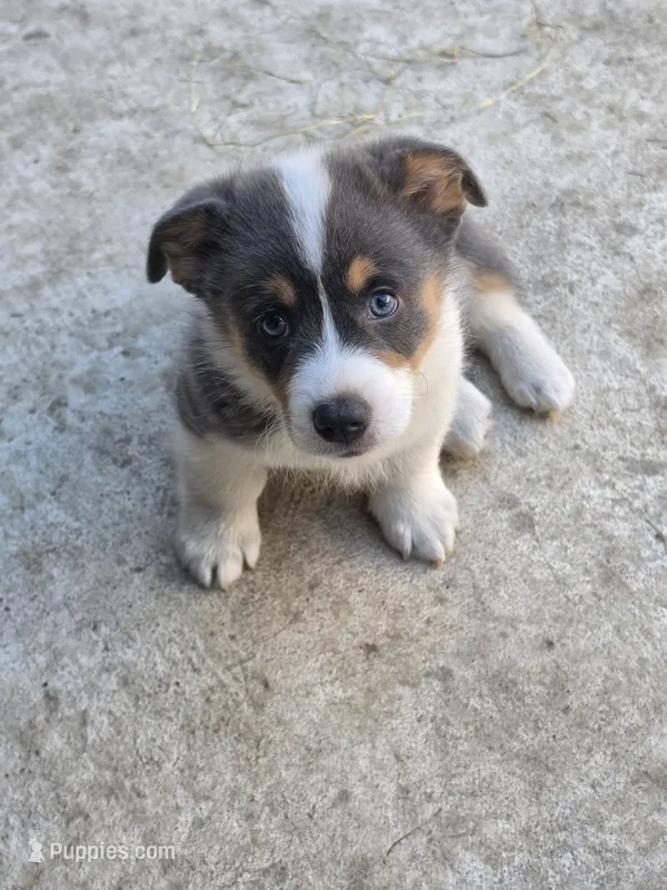 Odysseus – Pembroke Welsh Corgi puppy for sale in Duarte, CA