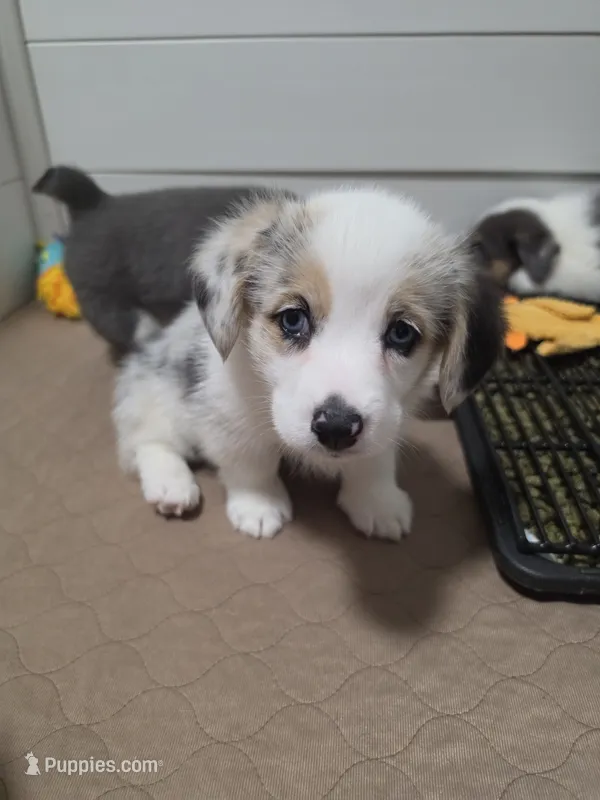 Athena – Pembroke Welsh Corgi puppy for sale in Duarte, CA