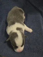 Calypso, a female Pembroke Welsh Corgi for sale in Duarte, CA – 3 of 4