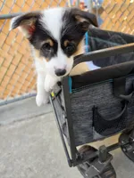 Circe, a female Pembroke Welsh Corgi for sale in Duarte, CA – 2 of 8