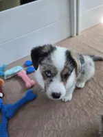 Penelope, a female Pembroke Welsh Corgi for sale in Duarte, CA – 7 of 7