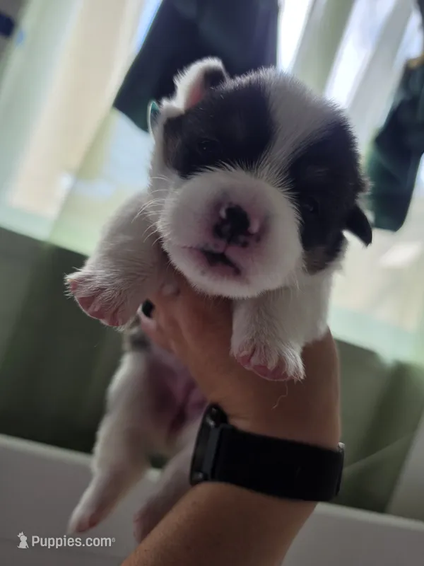 Circe – Pembroke Welsh Corgi puppy for sale in Duarte, CA