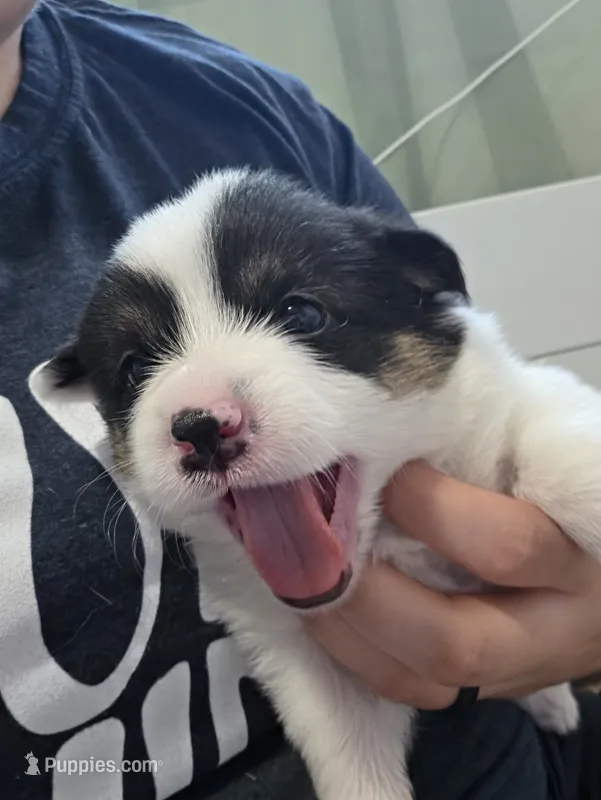 Circe – Pembroke Welsh Corgi puppy for sale in Duarte, CA