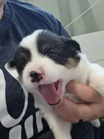 Circe, a female Cardigan Welsh Corgi and Pembroke Welsh Corgi for sale in Duarte, CA – 6 of 7