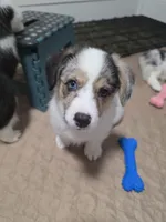 Penelope, a female Pembroke Welsh Corgi for sale in Duarte, CA – 3 of 7