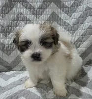 Chewy, a male Shiranian for sale in Jacksonville, FL – 3 of 3