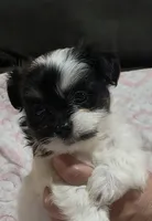 Teeny *runt, a female Shiranian for sale in Jacksonville, FL – 2 of 3