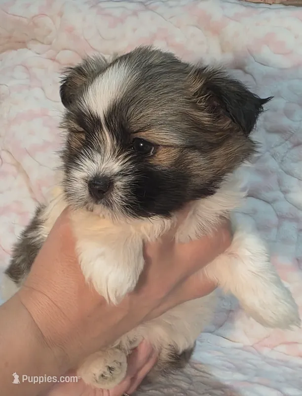 Punki – Shiranian puppy for sale in Jacksonville, FL