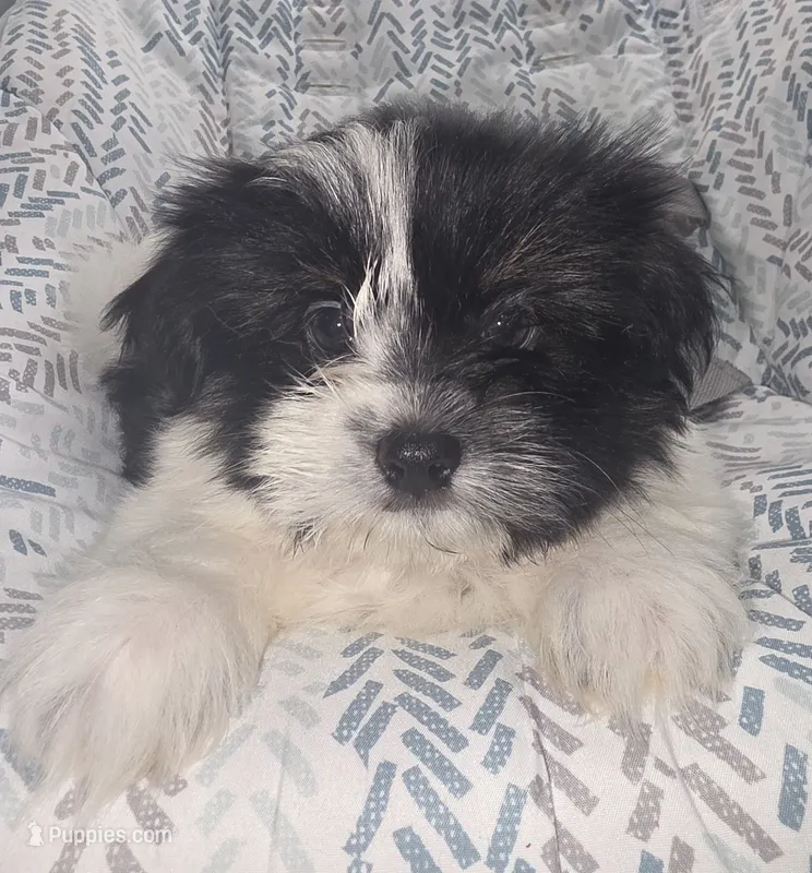 Charlie – Shiranian puppy for sale in Jacksonville, FL