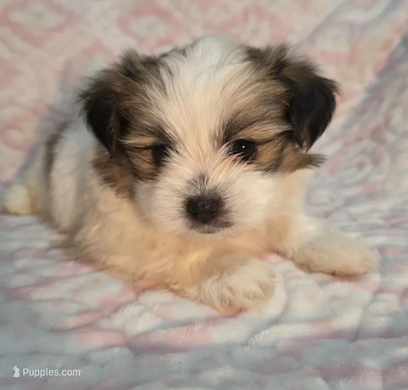 Shy – Shiranian puppy for sale in Jacksonville, FL