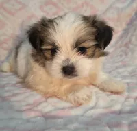 Shy, a female Shiranian for sale in Jacksonville, FL – 1 of 3