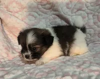 May, a female Shiranian for sale in Jacksonville, FL – 3 of 3