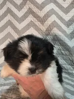 Charlie, a male Shiranian for sale in Jacksonville, FL – 3 of 3