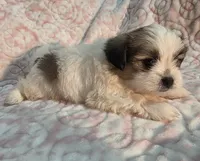 Shy, a female Shiranian for sale in Jacksonville, FL – 3 of 3